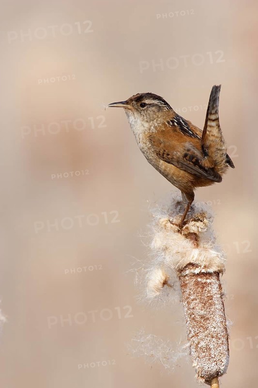 Marsh Wren (Cistothorus palustris), British Columbia, Canada
