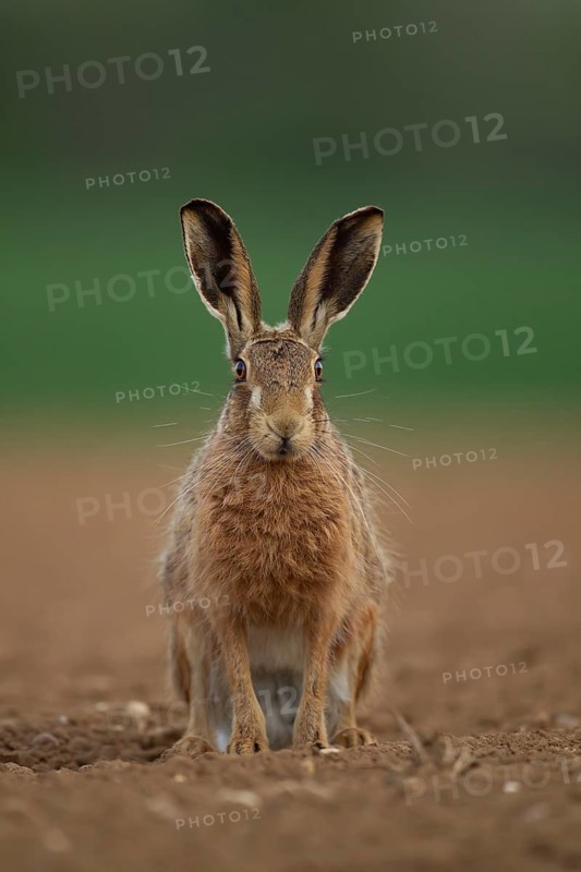 European brown hare (Lepus europaeus) adult animal on a farmland ploughed field in summer, England, United Kingdom