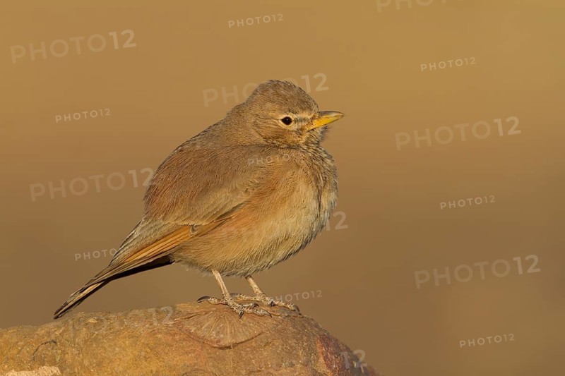 Desert Lark - Steinlerche - Ammomanes deserti ssp. payni, Morocco