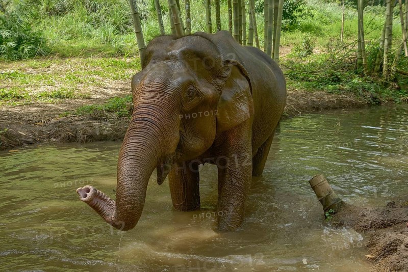 An Asian elephant wades through a serene river in Thailand, its trunk playfully curled. The surrounding lush bamboo forest adds to the tranquil, natural setting