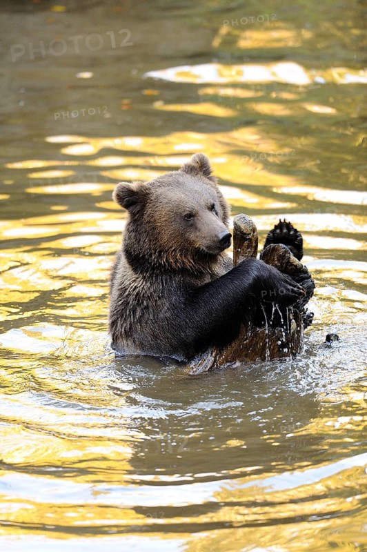 Young bear lying on its back in the water and playing happily, Eurasian brown bear (Ursus arctos arctos), Bavarian Forest National Park