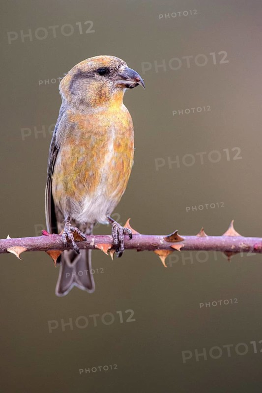 Red Crossbill (Loxia curvirostra) male perched on a branch, Aragon, Spain