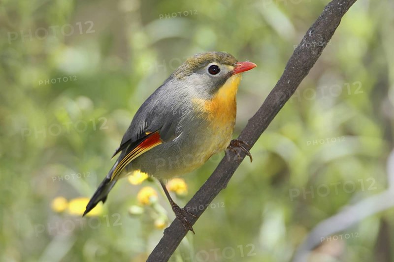 Red-billed Leiothrix, Leiothrix lutea