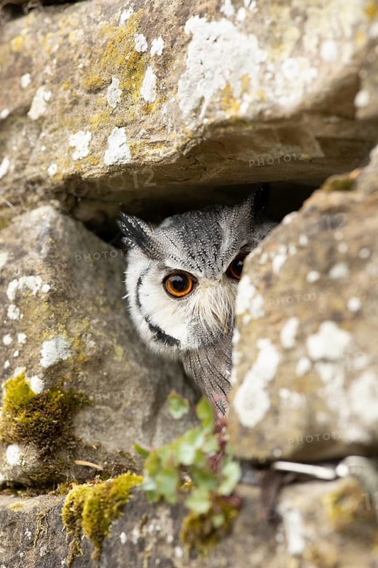 Southern White-faced Owl (Ptilopsis granti) captive, peering out of a wall gap, Germany