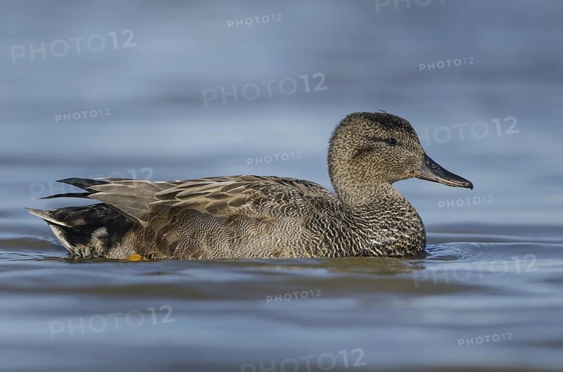 Gadwall (Mareca strepera) male, Schleswig-Holstein, Germany