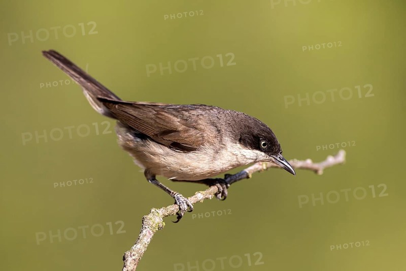Western Orphean Warbler (Sylvia hortensis) male perched on a branch, Castile and Leon, Spain