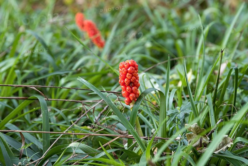 Arum (Arum italicum),  Germany