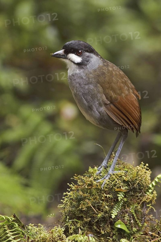 Jocotoco Antpitta (Grallaria ridgelyi), Ecuador
