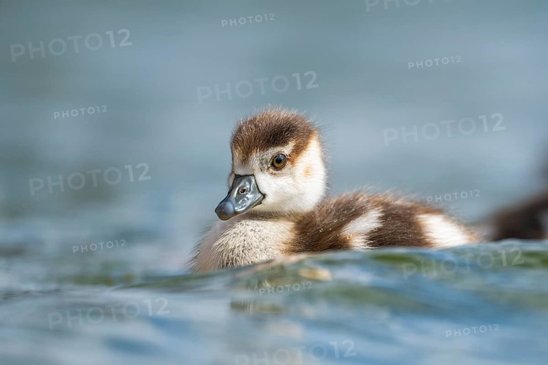 Egyptian goose (Alopochen aegyptiaca) chicks swimming on a lake, Bavaria, Germany