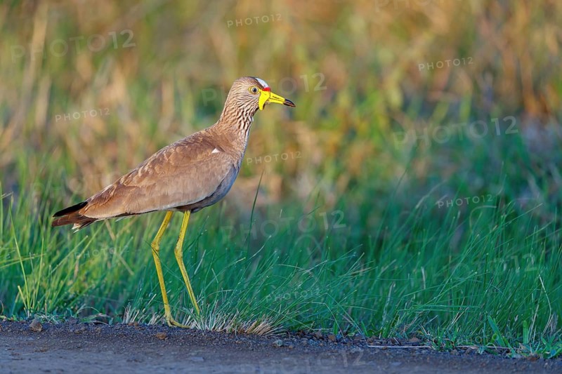Senegal Lapwing, (Vanellus senegallus), Africa, South Africa, KwaZulu-Natal, Triele family, iSimangaliso Wetland Park, St Lucia