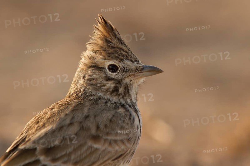Thekla Lark (Galerida theklae), Morocco