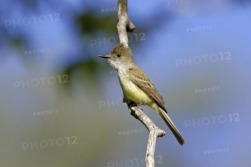 Dusky-capped Flycatcher Myiarchus tuberculifer Huachuca Mountains, Cochise County, Arizona, United States 22 May Adult Tyrannidae