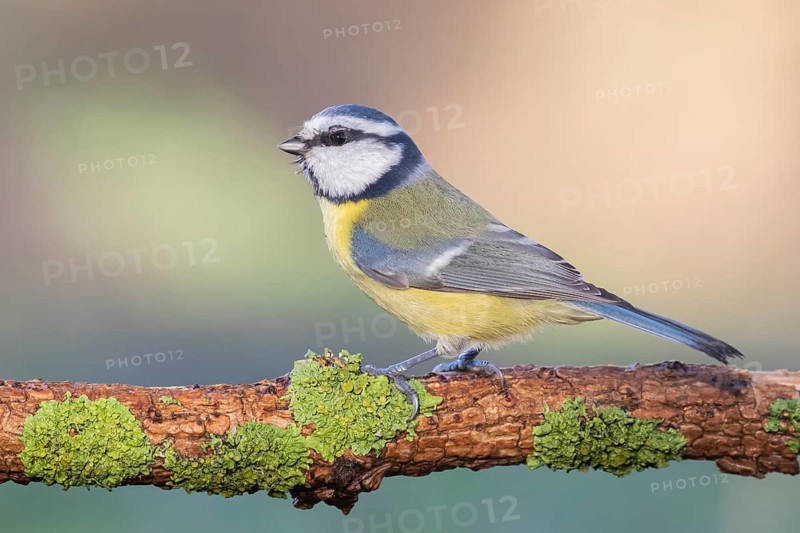 Eurasian Blue Tit (Cyanistes caeruleus) perched on a branch, Lower Saxony, Germany
