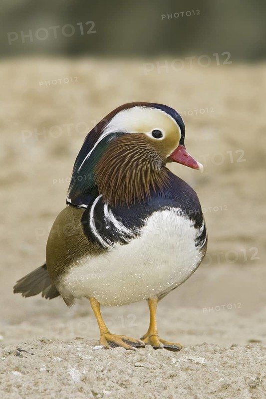 Mandarin Duck (Aix galericulata) male, Arizona, USA