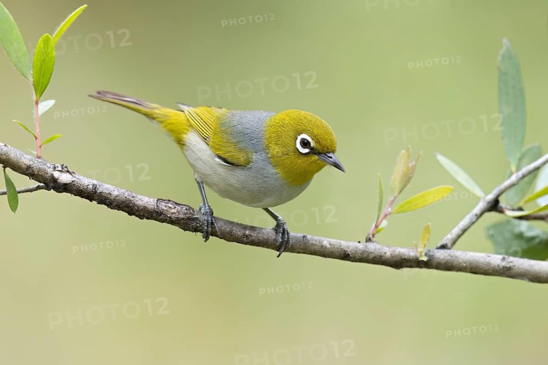 Silvereye (Zosterops lateralis) perched on a branch in eastern Australia