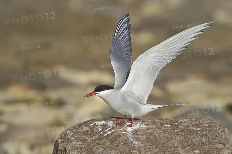 Arctic Tern (Sterna paradisaea), Manitoba, Canada
