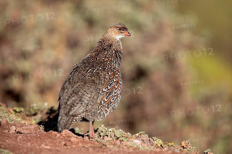 Chestnut-naped Francolin (Pternistis castaneicollis), Bale Mountains National Park, Ethiopia