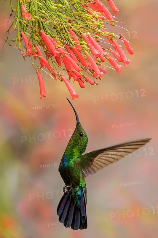 Green-throated Carib (Eulampis holosericeus) flying and feeding at a flower on the Caribbean Island of Martinique