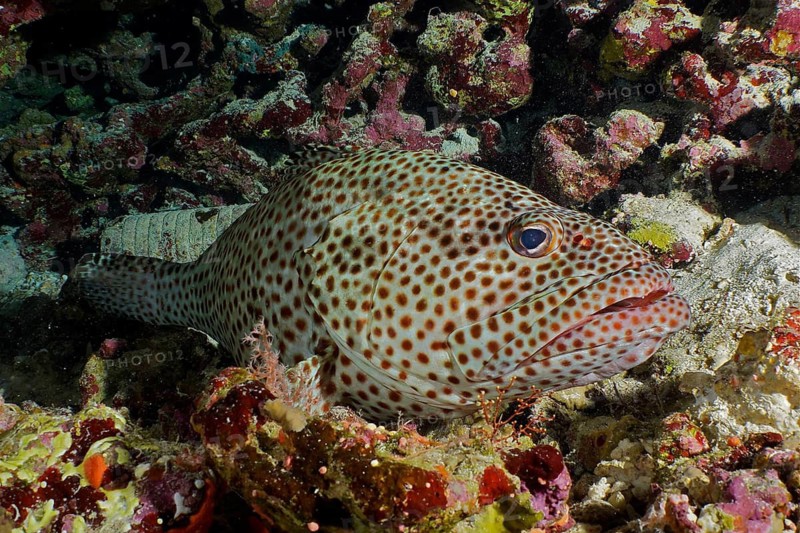 Rusty grouper (Epinephelus tauvina)