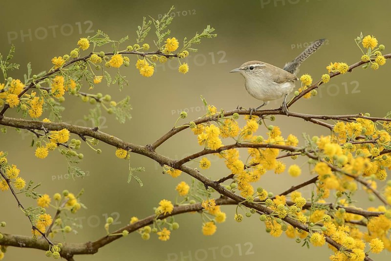 Bewick's Wren (Thryomanes bewickii), Texas, USA