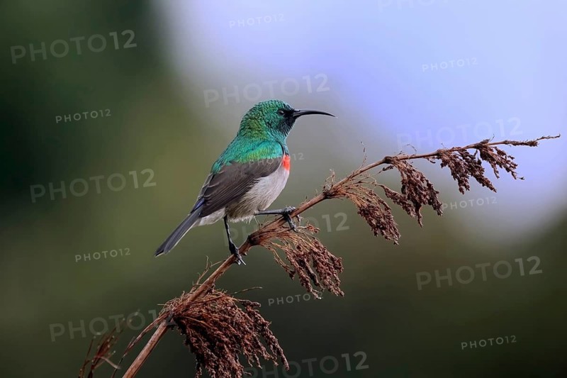Cape Sunbird (Cinnyris chalybeus), adult, male, in perch, Kirstenbosch Botanical Gardens, Cape Town, South Africa