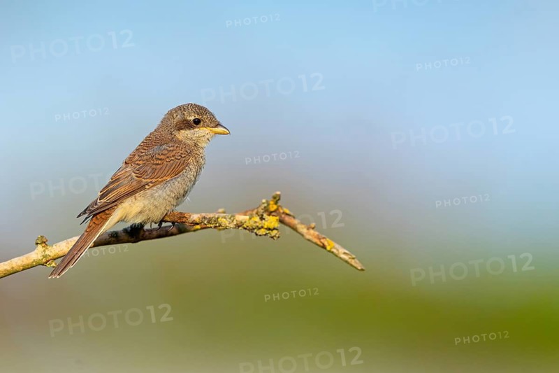 Red-backed shrike (Lanius collurio), Pie-griËche Ècorcheur, AlcaudÛn Dorsirrojo, Spider, spider, Kreis Worms, Hockenheim, Baden-W¸rttemberg, Germany