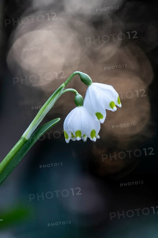 Spring snowflake (Leucojum vernum), Emsland, Lower Saxony, Germany