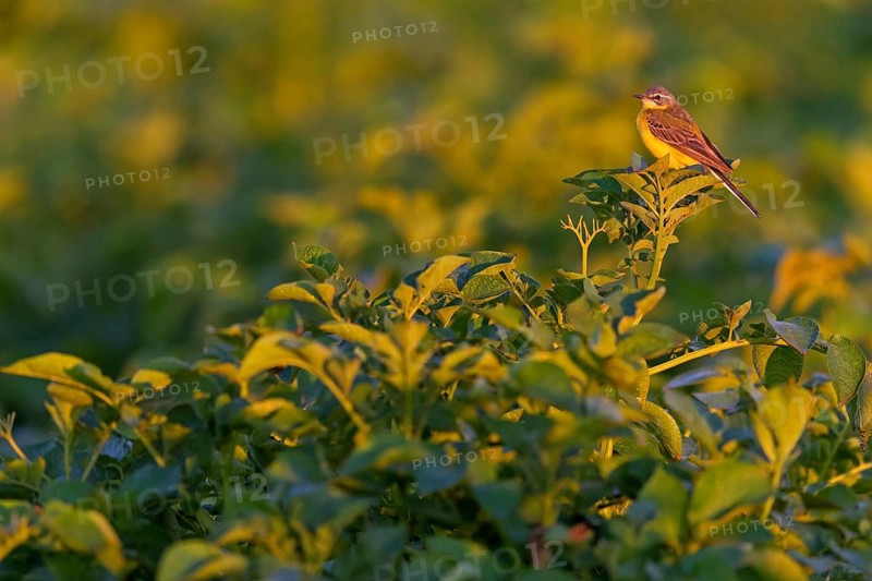 Wiesenschafstelze, Schafstelze, Blue-headed Yellow Wagtail, Motacilla flava flava, Bergeronnette printanière, Lavandera Boyera