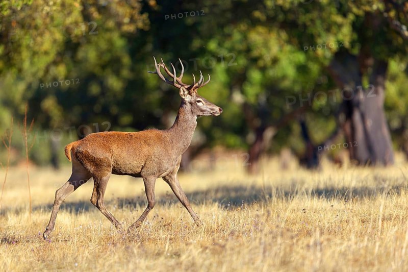 Red deer, (Cervus elaphus), biotope, habitat, forest, one, individual, animals, mammals, lateral, El Millaron Deer Safari, Salorino, Extremadura Caceres, Spain