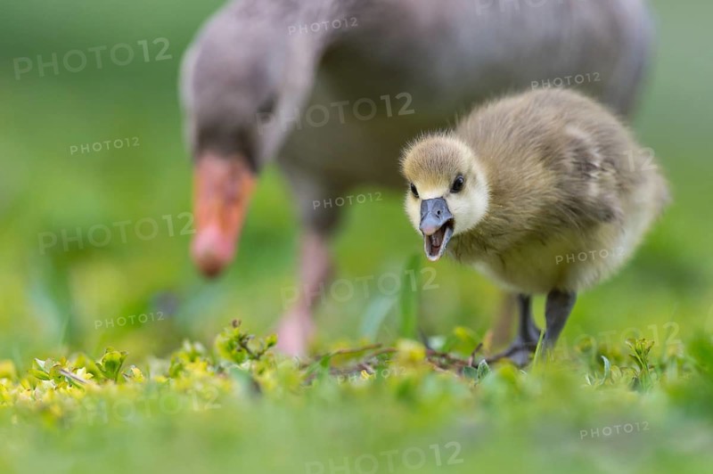 Greylag Goose (Anser anser) chick, Lower Saxony, Germany