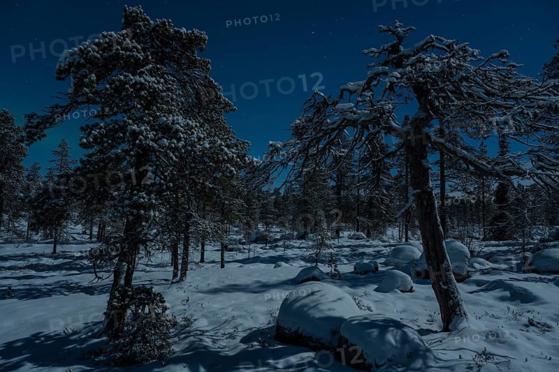 Snowy forest in moonlight, Norrbotten, Lapland, Sweden, December 2022