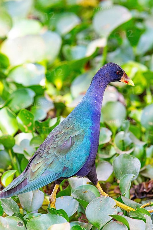 American purple gallinule (Porphyrio martinicus) Pantanal Brazil