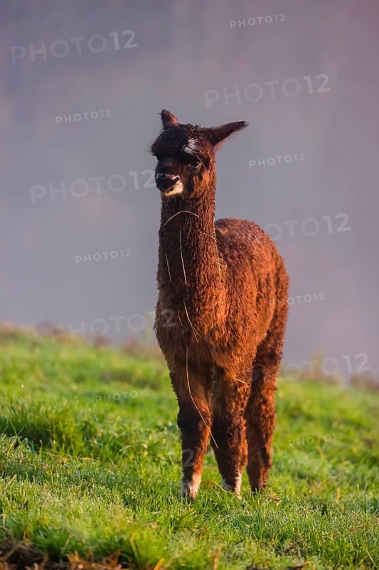 A young brown Alpaca (Vicugna pacos) stands on a green meadow