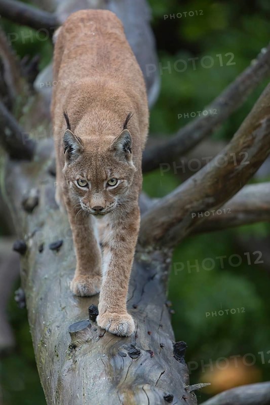 One Eurasian lynx, (Lynx lynx), walking on fallen dead tree with a green natural background and autumnal leaves in the foreground