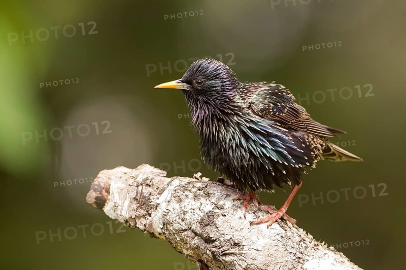 Common Starling (Sturnus vulgaris), Bavaria, Germany