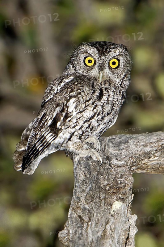 Whiskered Screech Owl (Megascops trichopsis), Arizona, USA