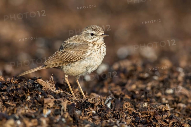 Berthelot's Pipit (Anthus berthelotii) on ground, Fuerteventura, Spain
