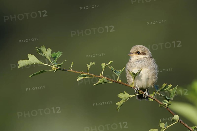 Red-backed Shrike (Lanius collurio) juvenile perched on a branch, North Rhine-Westphalia, Germany