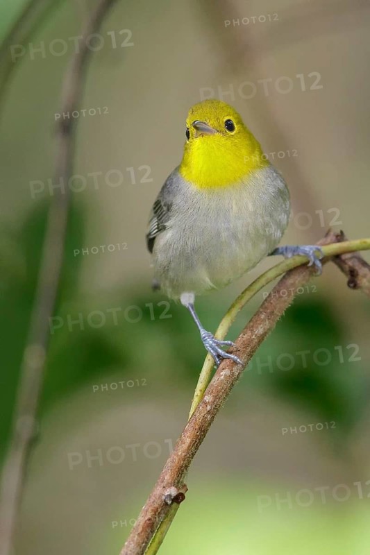 Yellow-headed Warbler (Teretistris fernandinae) perched on a branch in Cuba