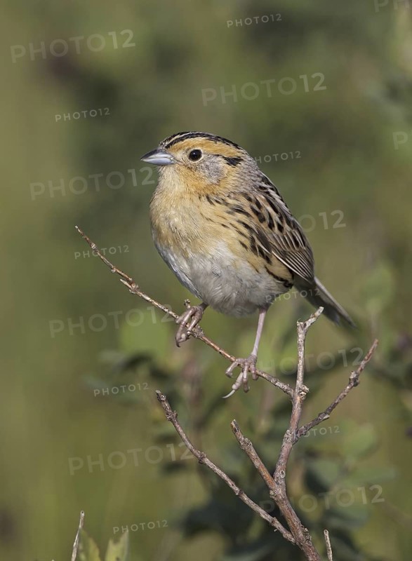 Le Conte's Sparrow (Ammodramus leconteii), North Dakota, USA