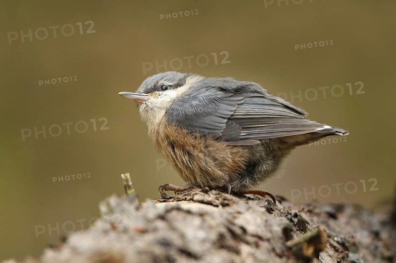 Eurasian Nuthatch (Sitta europaea) juvenile, Utrecht, Netherlands