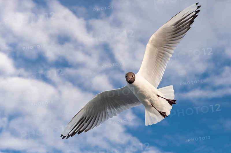 Black-headed Gull (Chroicocephalus ridibundus) flying, Noord Holland, Netherlands