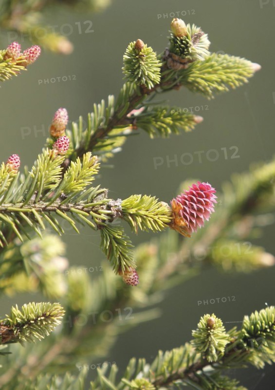 European spruce (Picea abies), inflorescence, spruce cone, North Rhine-Westphalia, Germany