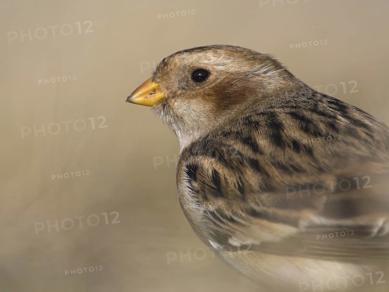 Snow Bunting (Plectrophenax nivalis), Utrecht, Netherlands