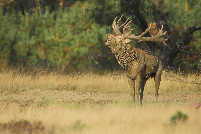 Male red deer (Cervus elaphus) rutting, rutting, screaming, roaring, roaring, antlers, mud, dirty, smeared, wallowing, National Park De Hoge Veluwe, Veluwe, Gelderland, Holland, Netherlands
