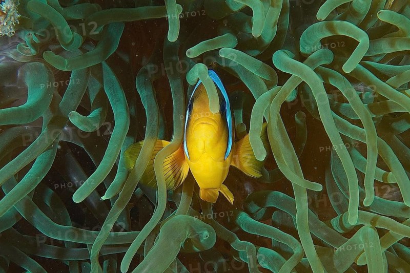 Red sea anemonefish (Amphiprion bicinctus)