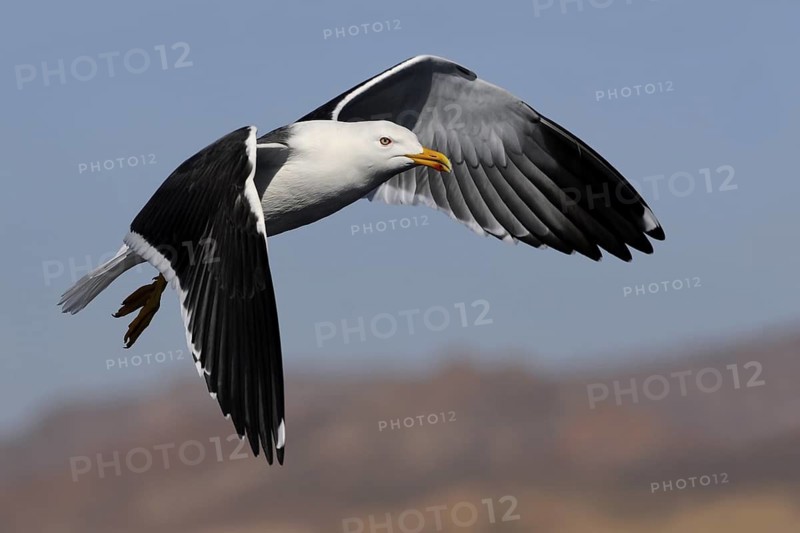 Lesser Black-backed Gull (Larus fuscus) flying, Eilat, Israel