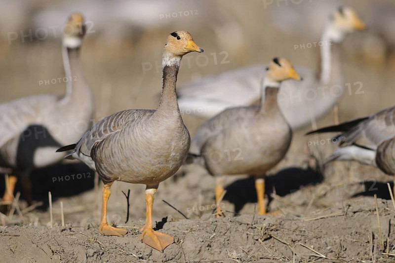 Bar-headed Goose (Anser indicus), Tibet, China