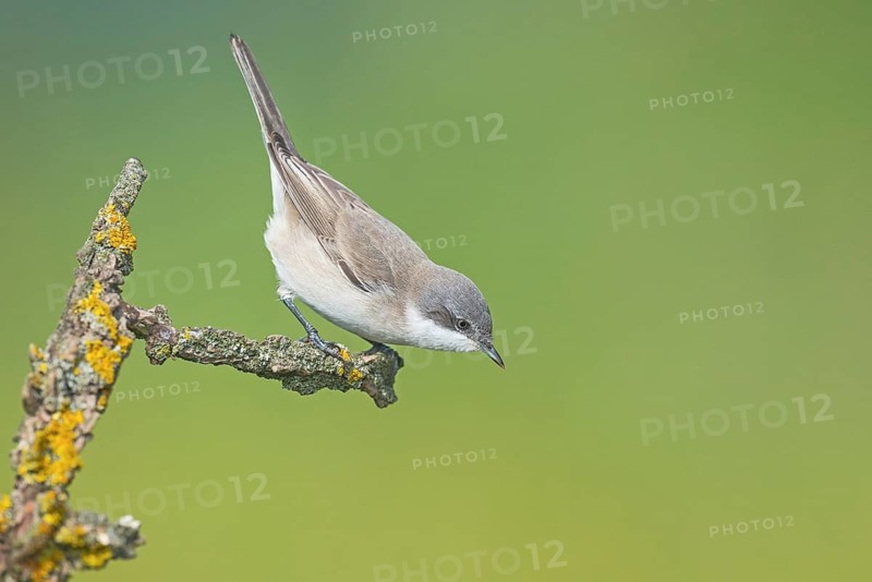 Lesser Whitethroat (Sylvia curruca) perched on lichen branch, Aosta Valley, Italy