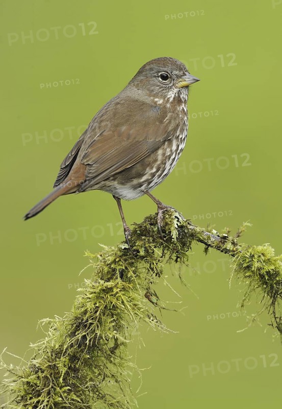 Sooty Fox Sparrow (Passerella unalaschcensis), British Columbia, Canada